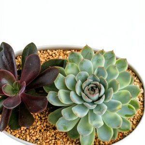 Cactus Succulent Guide Illustrated by Tuttle Publishing Kindle-0