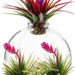 Ornamental Plant Gardening Guide for Kindle-0