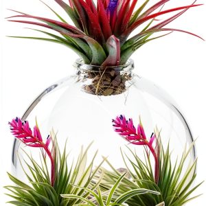 Ornamental Plant Gardening Guide for Kindle-0