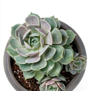 Cacti & Succulents: A Beginner's Guide by Rockridge Press-0