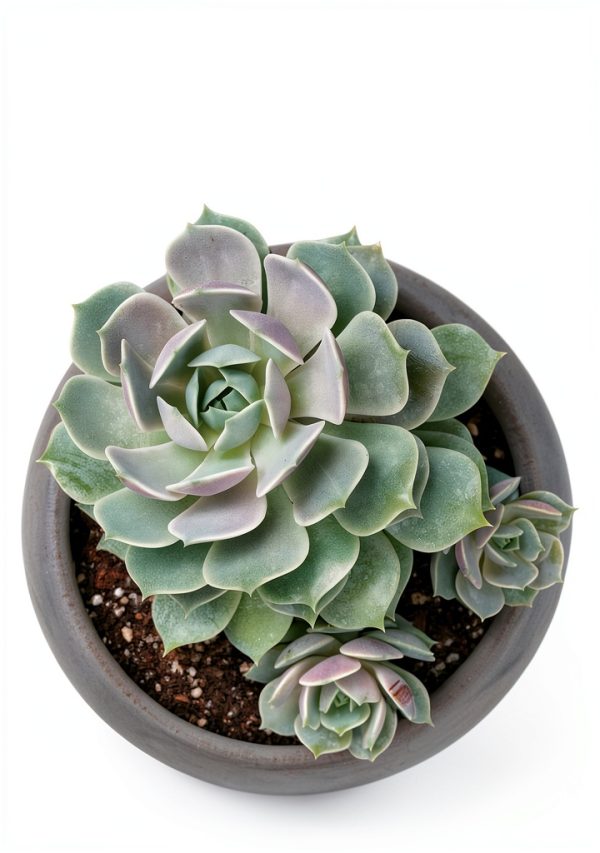 Cacti & Succulents: A Beginner's Guide by Rockridge Press-0
