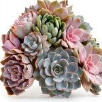 Cactus Succulent Care Guide by Yellow Pear Press 227 Page Handbook-0