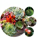 Ornamental Plant Gardening Guide by CompanionHouse Books Kindle-0