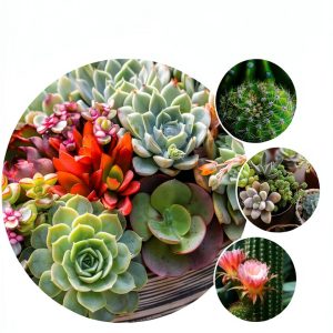 Ornamental Plant Gardening Guide by CompanionHouse Books Kindle-0