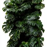 Ornamental Plants Gardening Guide for Beginners-0