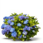 Shrub Gardening & Horticulture Guide for Kindle-0